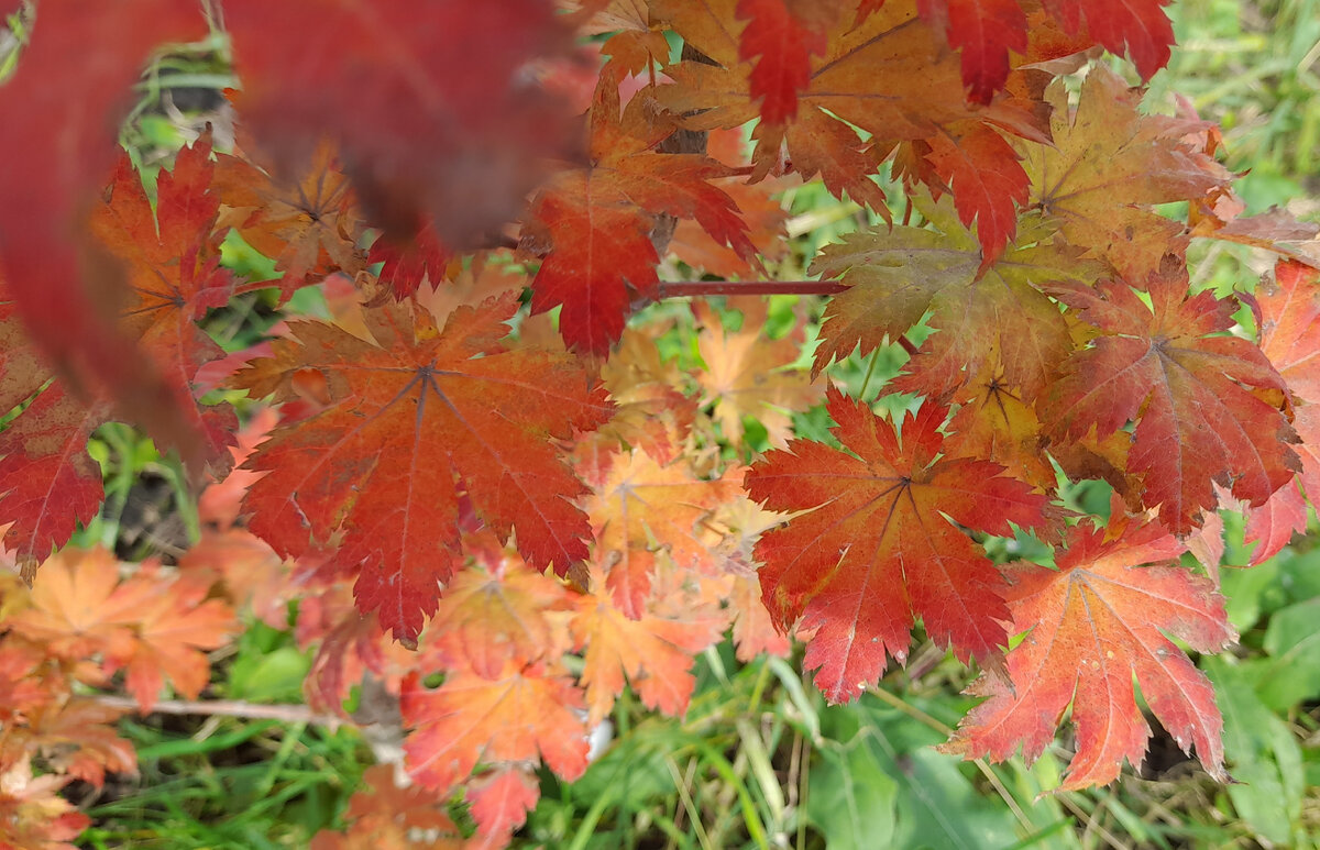 какие деревья растут около. дерево на берегу реки. тополь пирамидальный дерево. деревья в городе москва. какие деревья растут около.