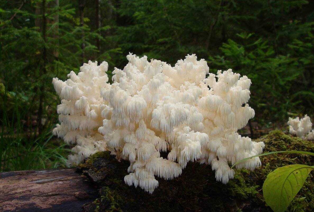 собирать грибы во сне для женщины к чему. приснились белые грибы. к чему снится собирать грибы для женщины. грибы во сне к чему снится. собирать грибы во сне.