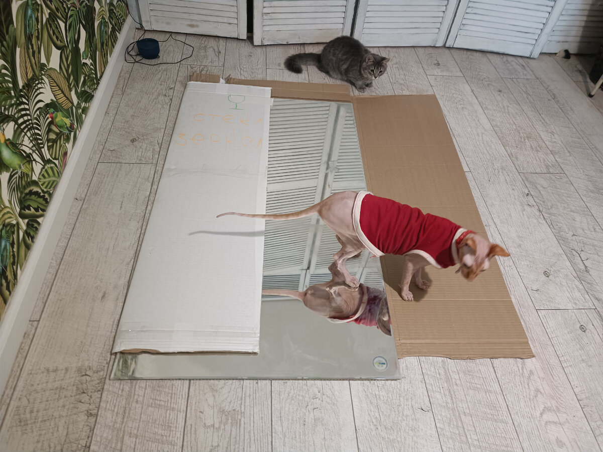 Котики сразу обновку оценили