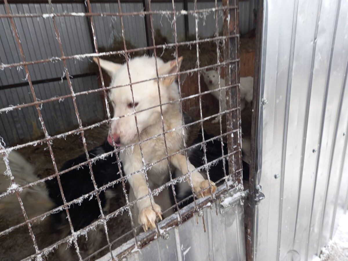 у охотника я увидел песика