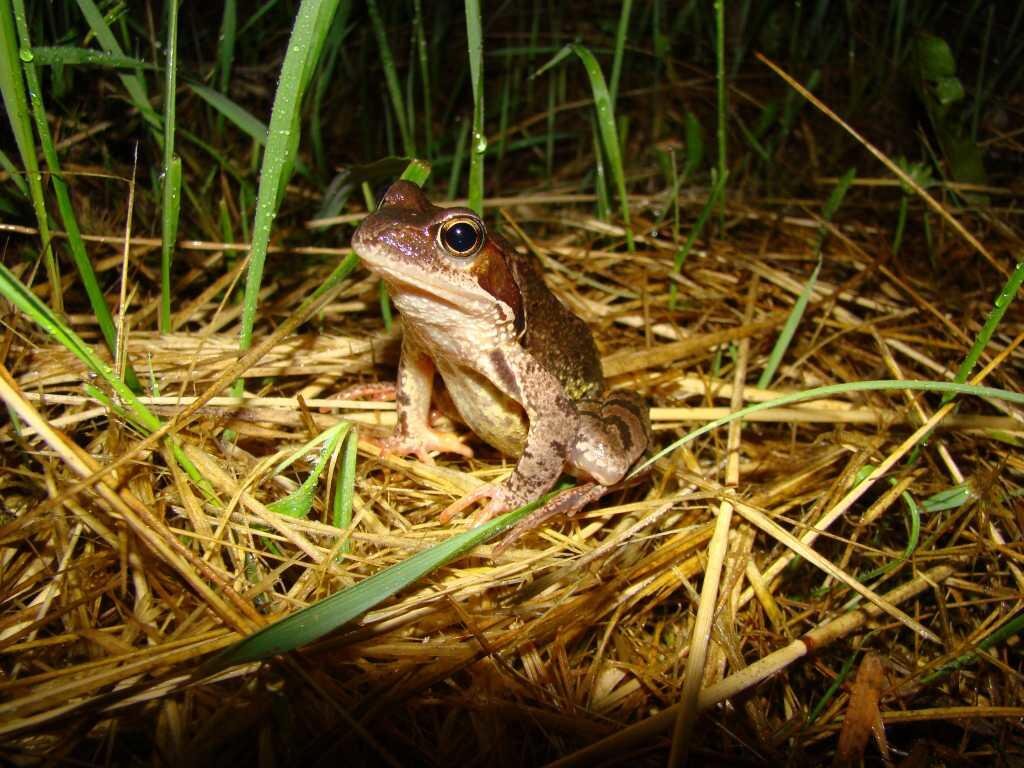 я всегда рядом с тобой. хоть он людей конечно знал. а путин точно привился картинка шариков. тяжело без человека. я тебя не забуду.