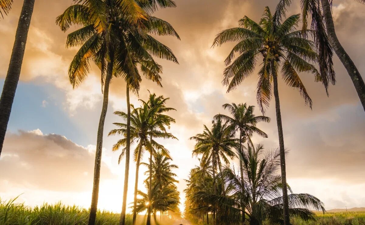    Маврикий планирует принять 30 тысяч россиян в 2024 году