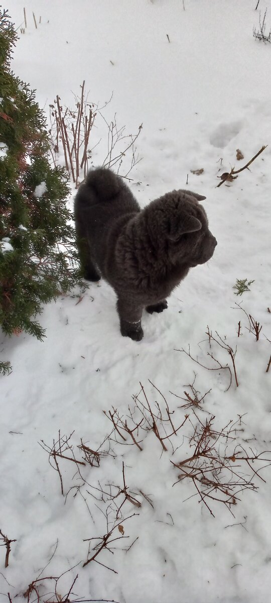 Малыш смуфа 3 месяца