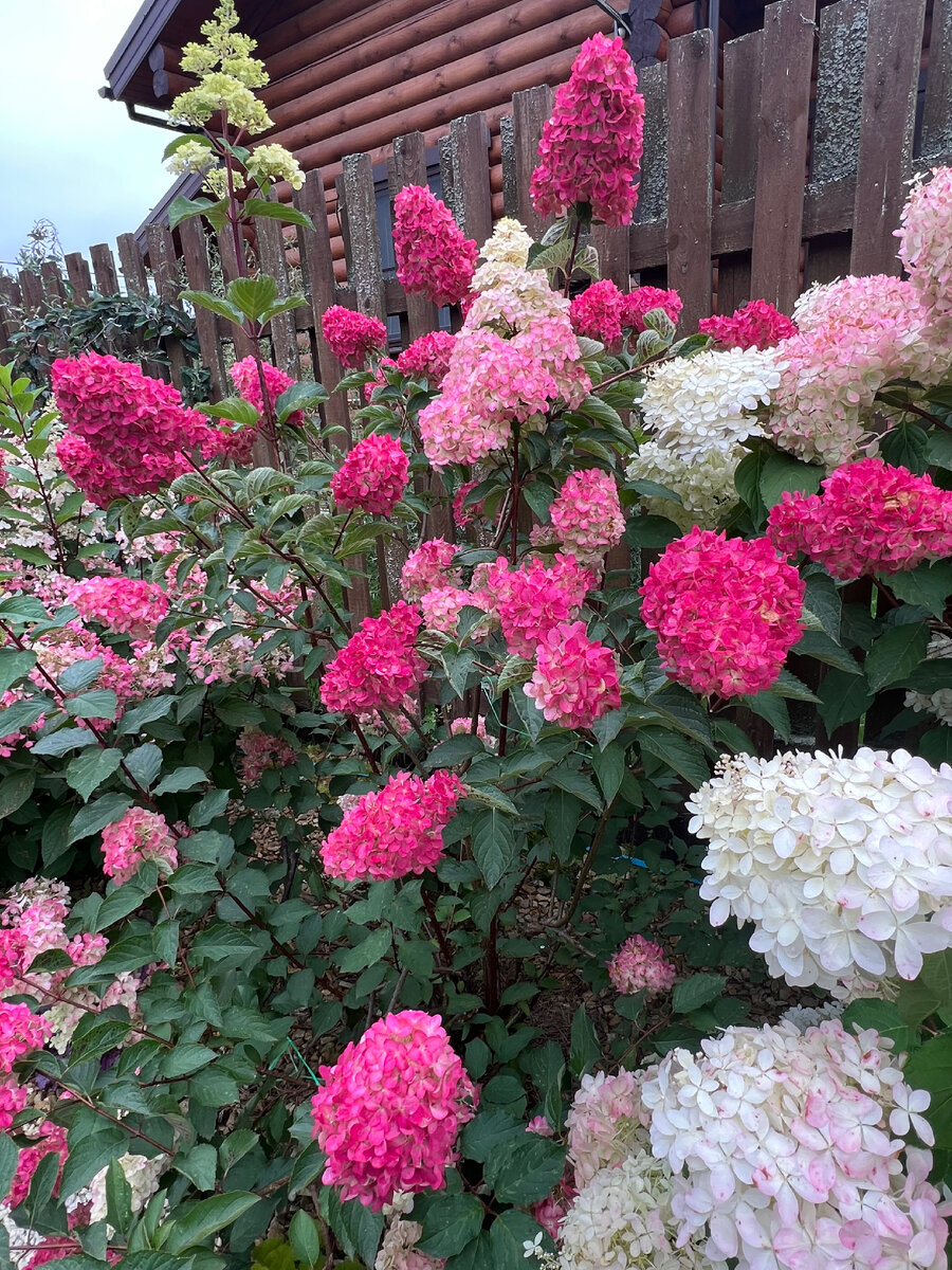 Обрезанная гортензия метельчатая. Обрезка гортензии метельчатой весной. Схема обрезки метельчатой гортензии. Гортензия метельчатая лаймлайт. Сформировать гортензию.