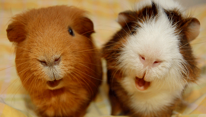 морская свинка может передумать рожать