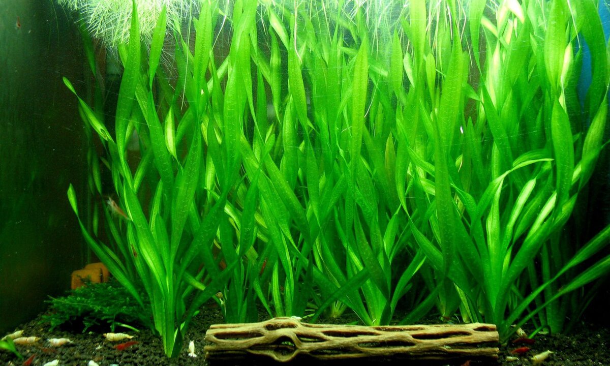 Амбулия сидячецветковая аквариумное. Водоросль эдогониум. Аквариумные растения обработать. Анубиас нана карликовый. Низкорослые аквариумные растения.