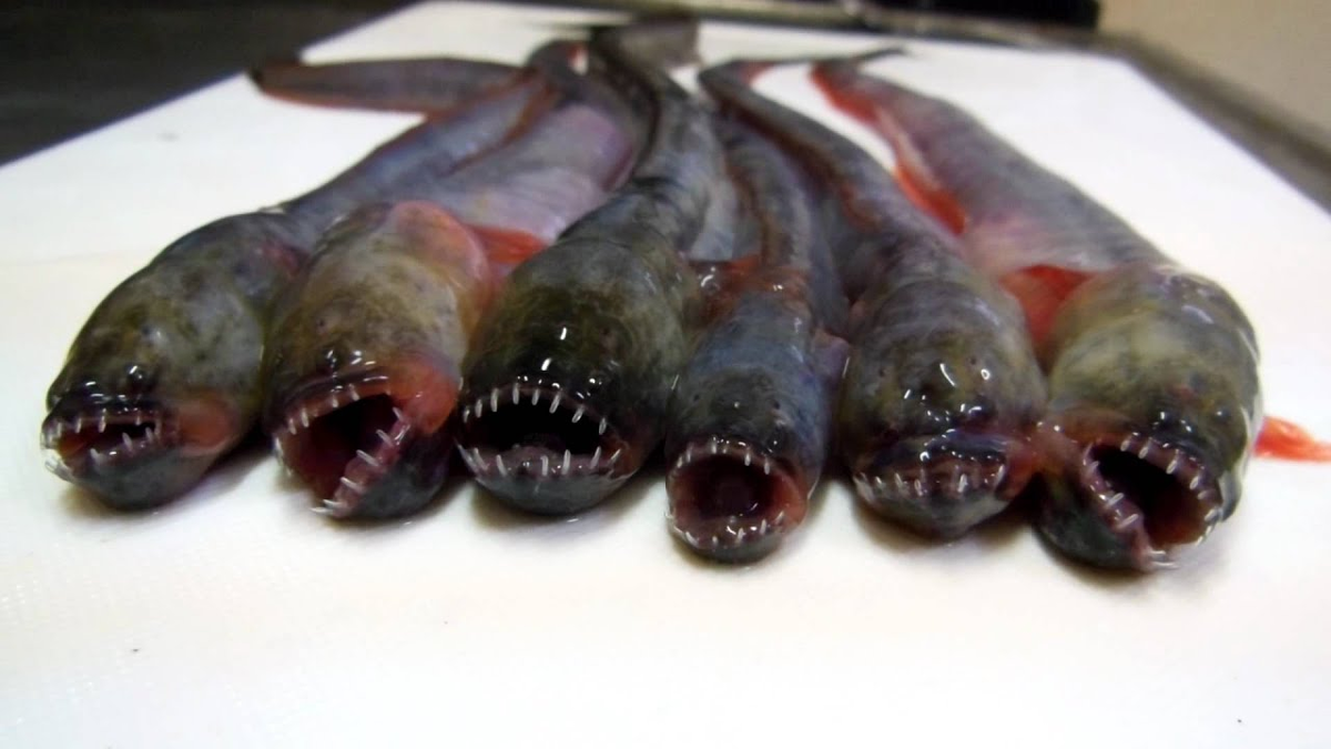 спуск (2005, реж. сериал портал юрского периода монстры. Love and monsters фильм 2020. "любовь и монстры" 13+ (2020 г. любовь и монстры фильм 2020.