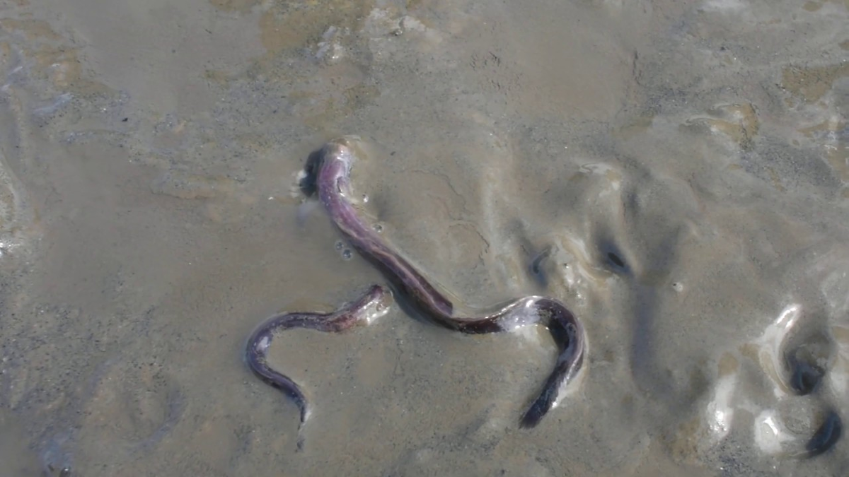М-м-м, жуткая червеобразная рыбина в грязи. Выглядит аппетитно! 