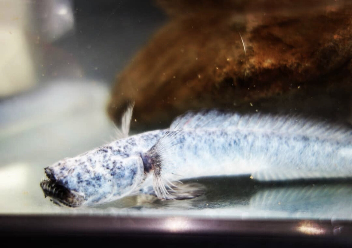 И как этим наесться? 