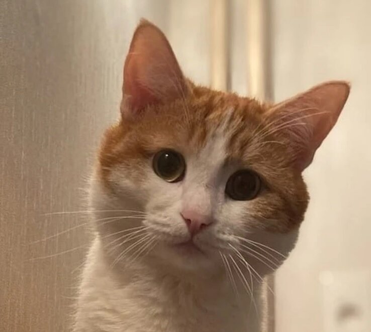 Погибший кот Твикс
