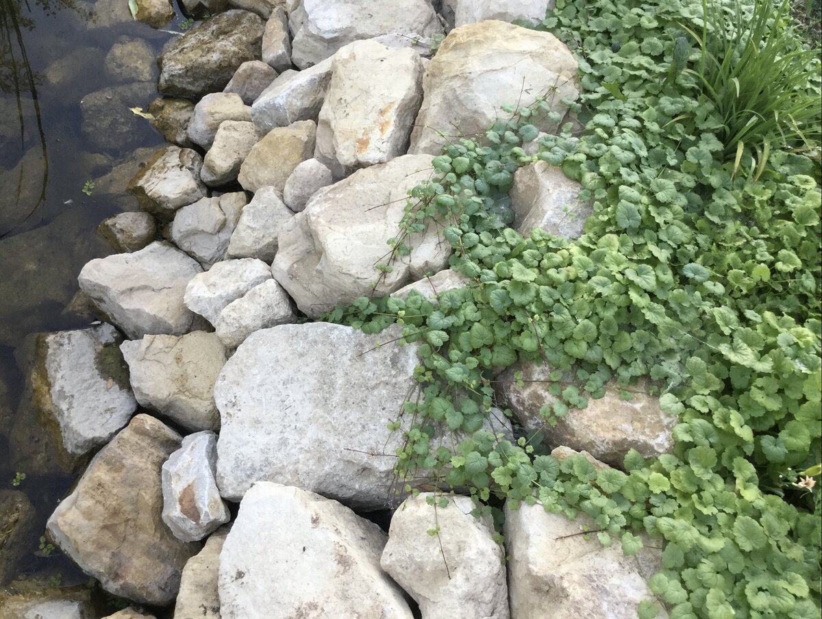 Становление микрофлоры кишечника у детей. Заселение микрофлоры. Микробиоценоз пищеварительного тракта. Препараты для восстановления нормальной микрофлоры. Что такое транзиторный дисбактериоз кишечника.