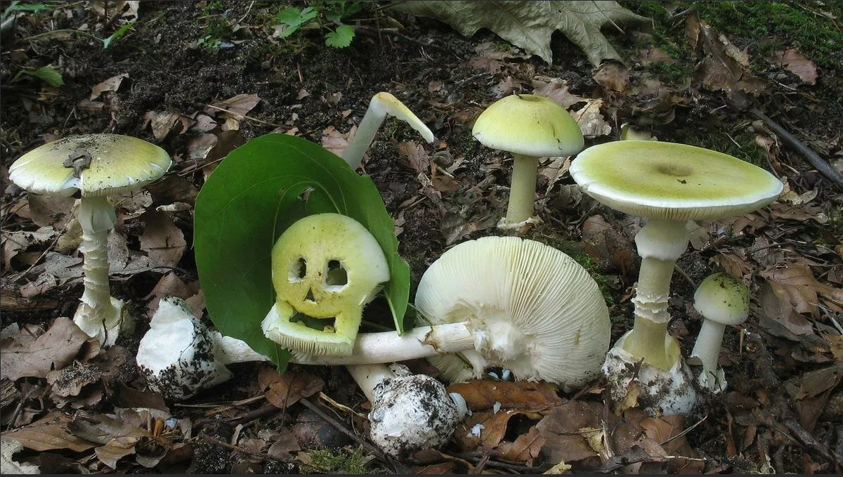 Бледная поганка относится к грибам