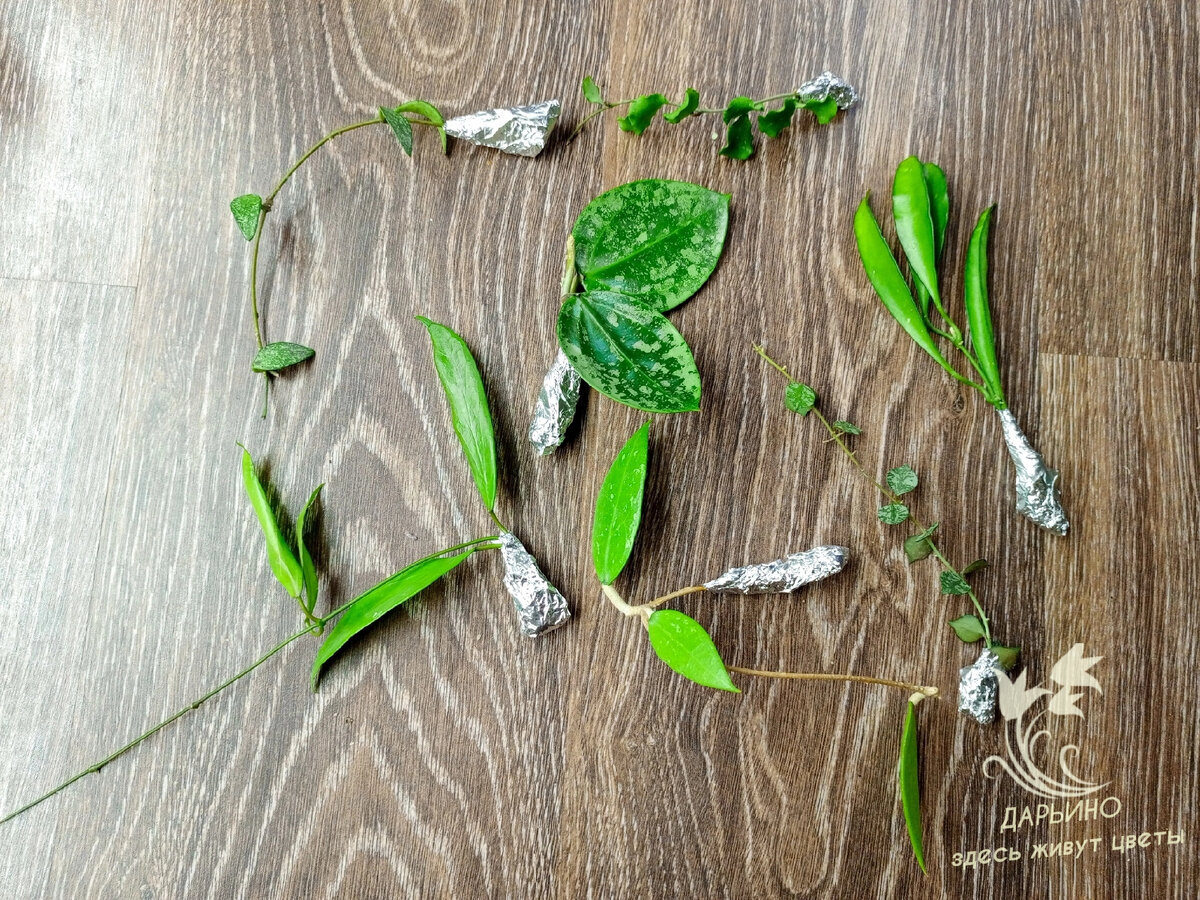 Срезы хой. На фото видно количество узлов для сортов, отличающихся размером листа