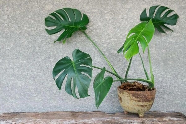 Искусственные листья пальмы. Лист монстеры форма листа. Монстера форма листьев. Листок монстеры. Монстера какой тип листа.