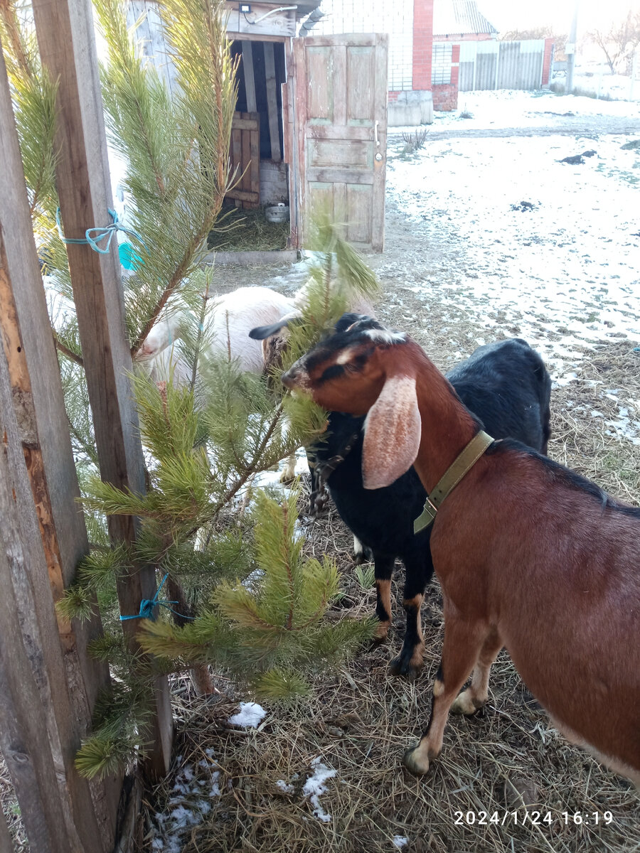 Мои лапушки, мои заюшки