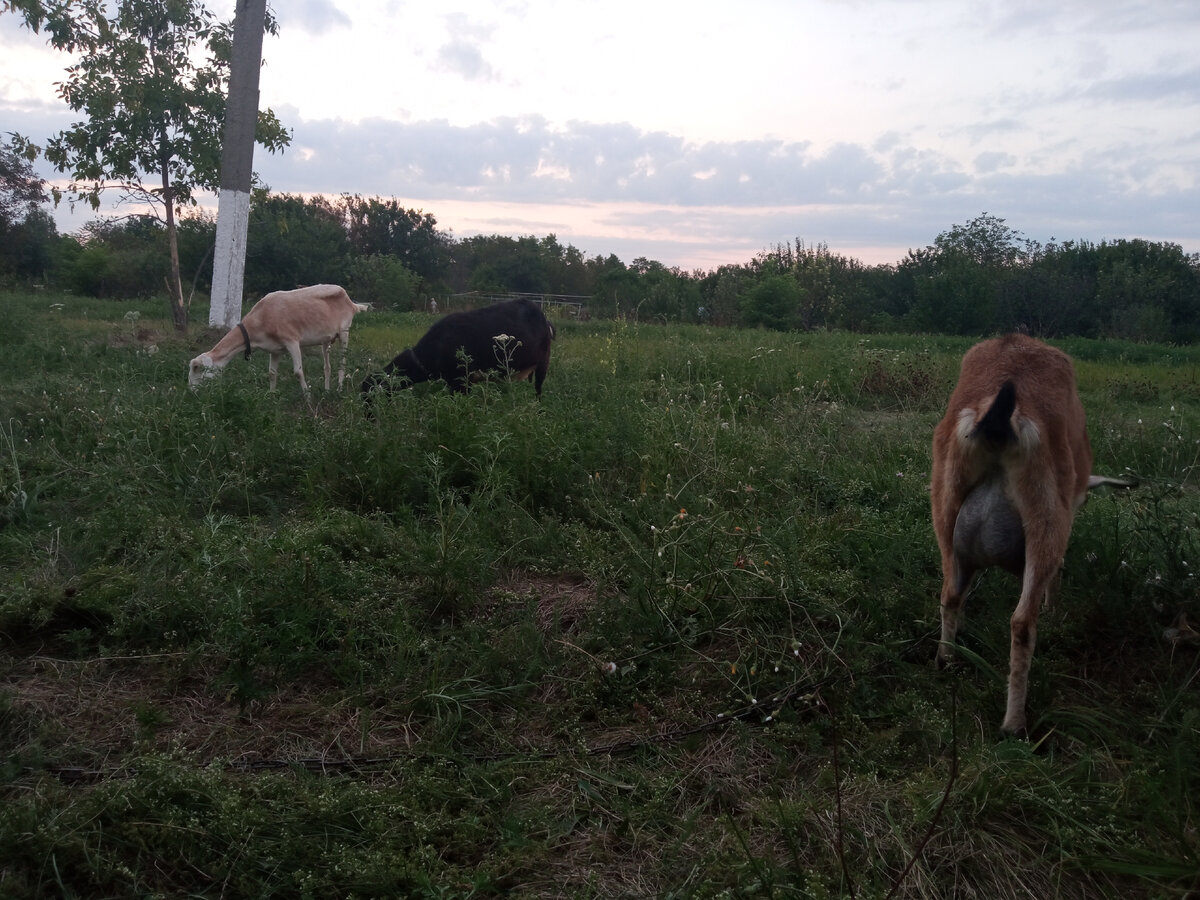 Эта троица - уже осознанный выбор. 