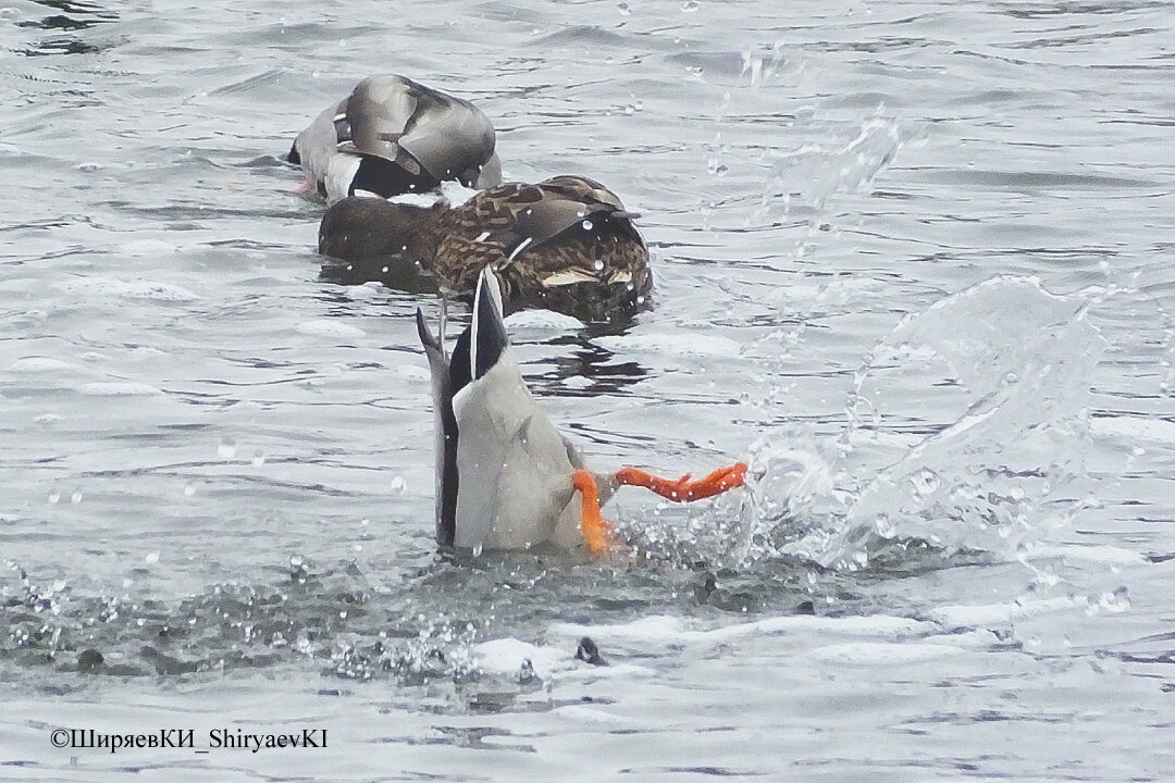 Село ширяево самарская область достопримечательности. Прогноз ширяево. Ширяево воронежская область калачеевский район. Щеткин село ширяево. Ширяево самарская область влюберцы.