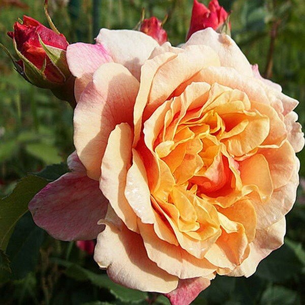 роза Caramella, фото из свободного источника.