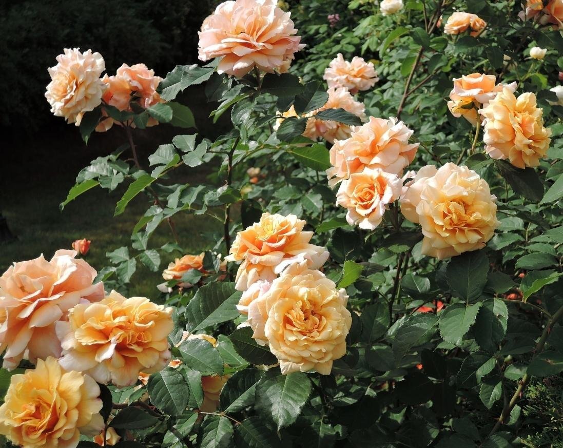 роза Caramella, фото из свободного источника.