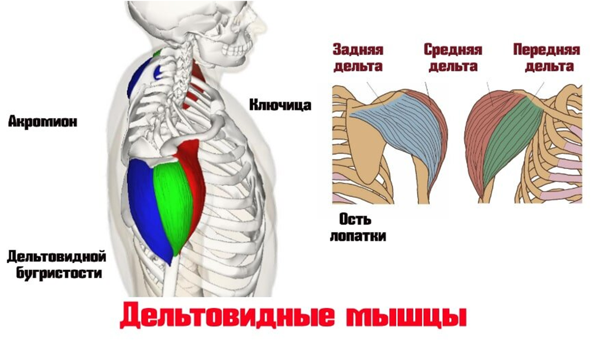 Дельтовидная мышца плеча