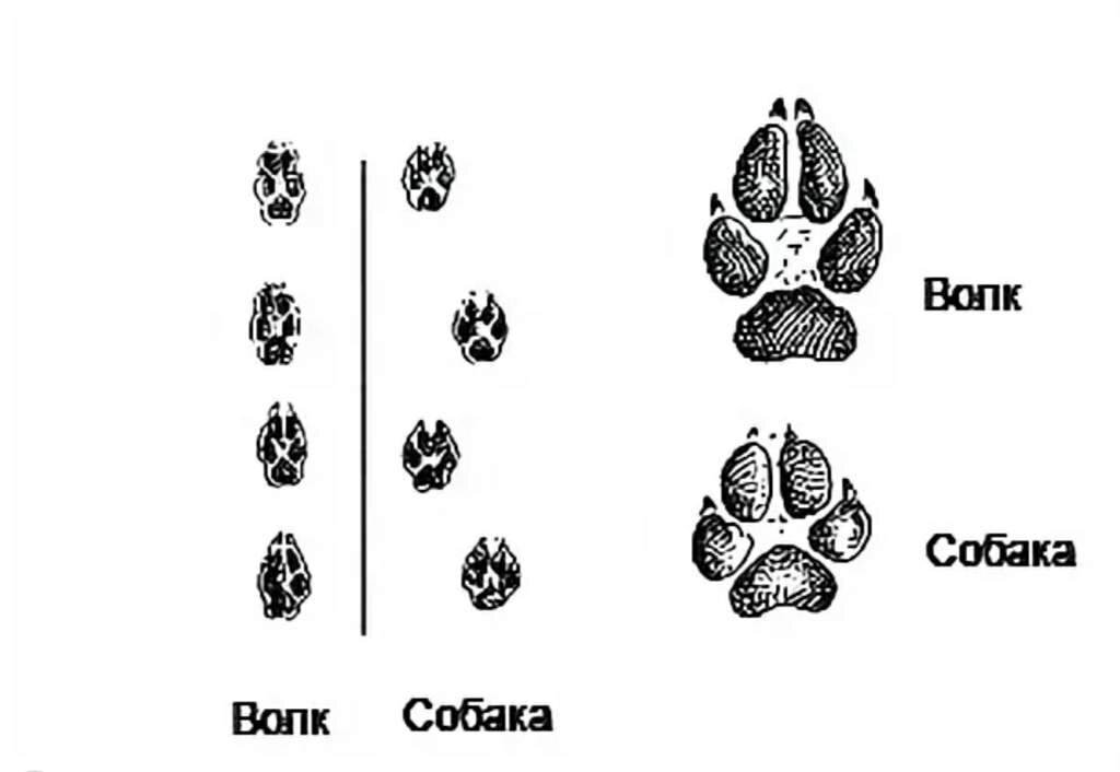 Как отличить следы