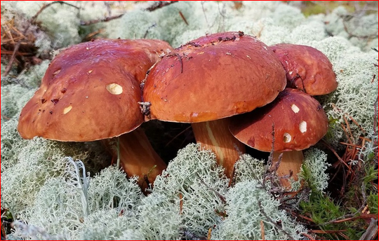 Фото из открытого источника