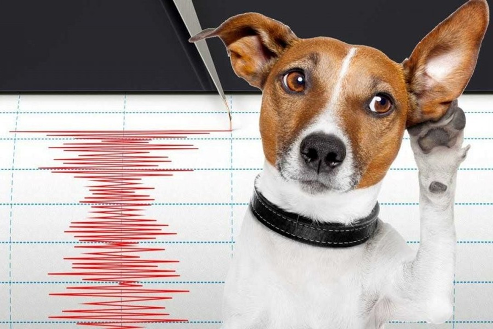 Чутье собаки. Животные предсказывающие землетрясения. Животные перед землетрясением. Собаки перед землетрясением. Беспокойное поведение животных.