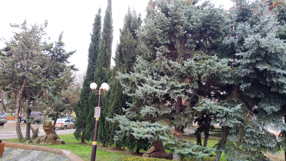 растения южного берега крыма. карадаг растения. растения южного крыма. растительный мир горного крыма крыма. растения южного крыма.