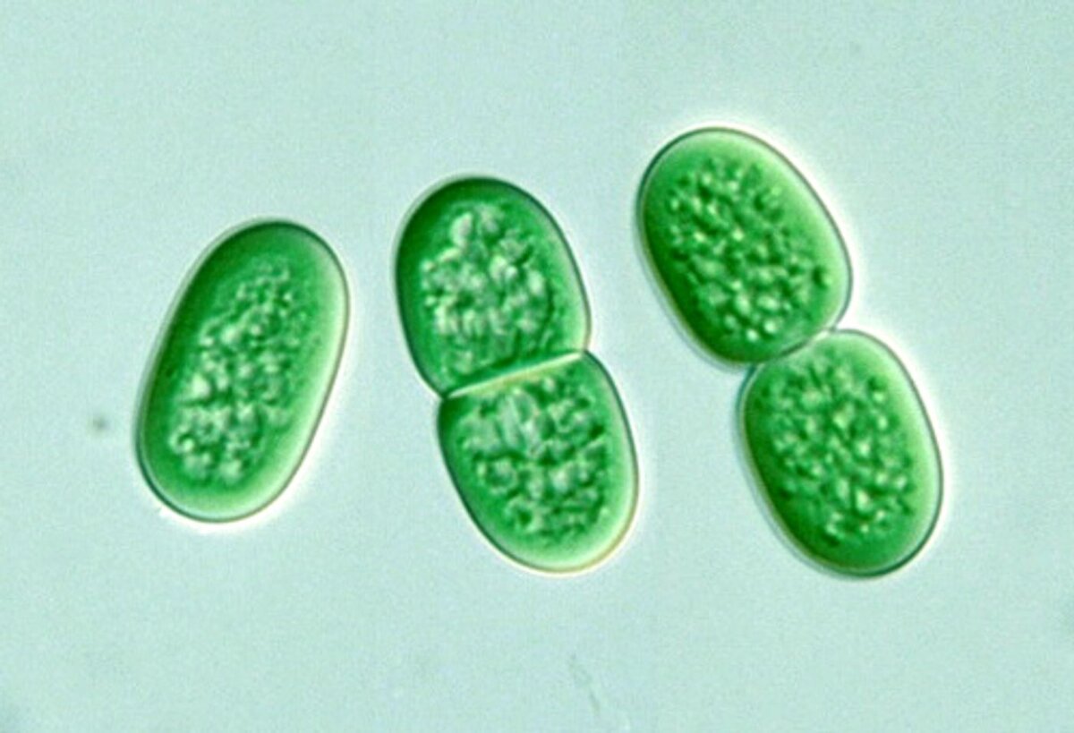 Деление клеток прокариот. Цианобактерия Synechococcus. Цианобактерии Prochlorococcus. Synechococcus бактерия. Synechococcus aeruginosus.