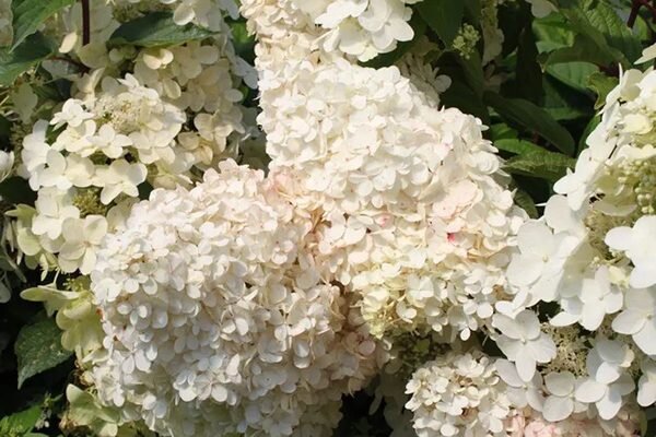 цветок гортензия комнатная.