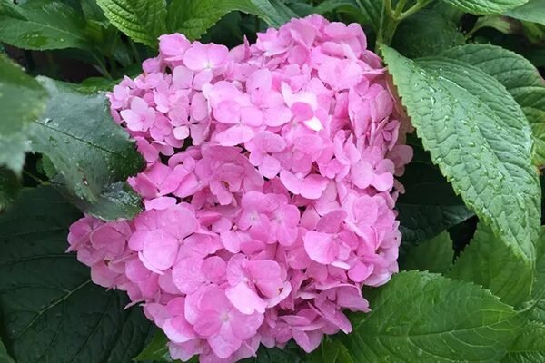 Можно ли посадить гортензию. Гортензия крупнолистная всходы. Гортензия метельчатая посадка. Гидрангея анабель в горшке. Гортензия крупнолистная сажать осенью.