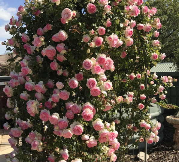 7 красивых сортов плетистых роз для сада и дачи, которые очаровывают