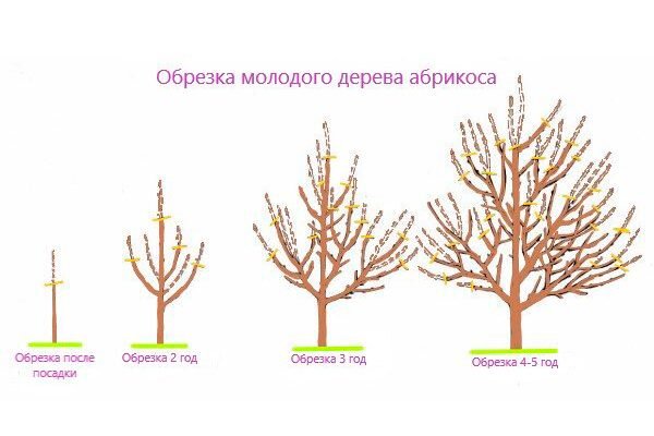 Как весной обрезать абрикос правильно 5 лет. Абрикос дерево схема обрезки. Обрезка абрикоса весной схема. Схема обрезки абрикоса весной. Обрезать абрикос весной.