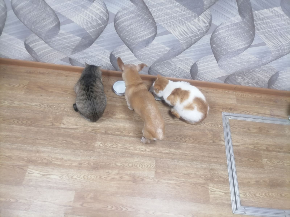 Три "кота"