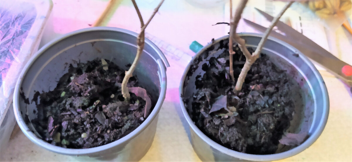 Сильное заявление мем. Задайте свой вопрос. Вопросы есть вопросов нет. Конечно без вопросов. Конечно без вопросов.