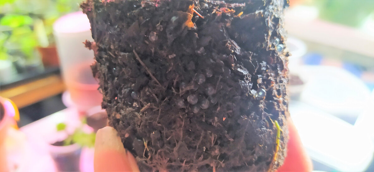 Вега эко. Спешите творить добро. Добро здрав. Добро здрав. Сублимация цикория что это.