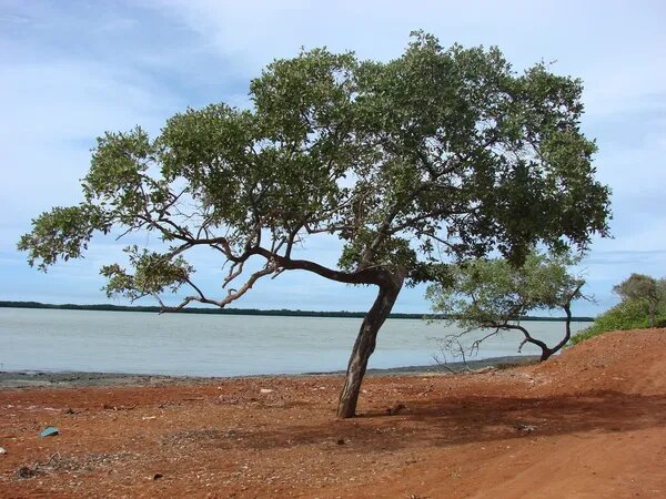 Дерево пало санто. Источник naturespirit.com