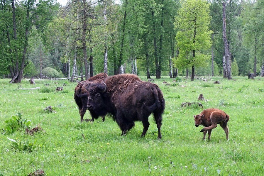 Приокско-Террасный заповедник в Серпухове. Здесь находится коллекция уникальных животных. Среди них пятнистый олень, зубр и экзотический степной бизон из Америки. Особая гордость заповедника – популяция бобров.