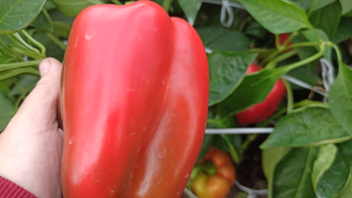 Перец сладкий калифорнийское чудо. Перец калифорнийское чудо красный. Сорт сладкого перца чудо. Сорт сладкого перца чудо. Перец кардинал f1.