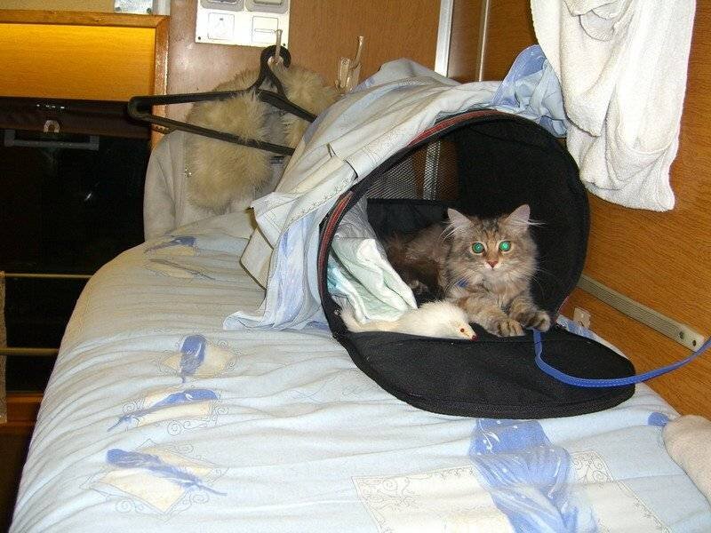 Путь следования поезда 15. Расписание поезда 16. Поезд москва волгоград 001 станции. Остановки станции поезда москва мурманск арктика. Поезд москва мурманск остановки.