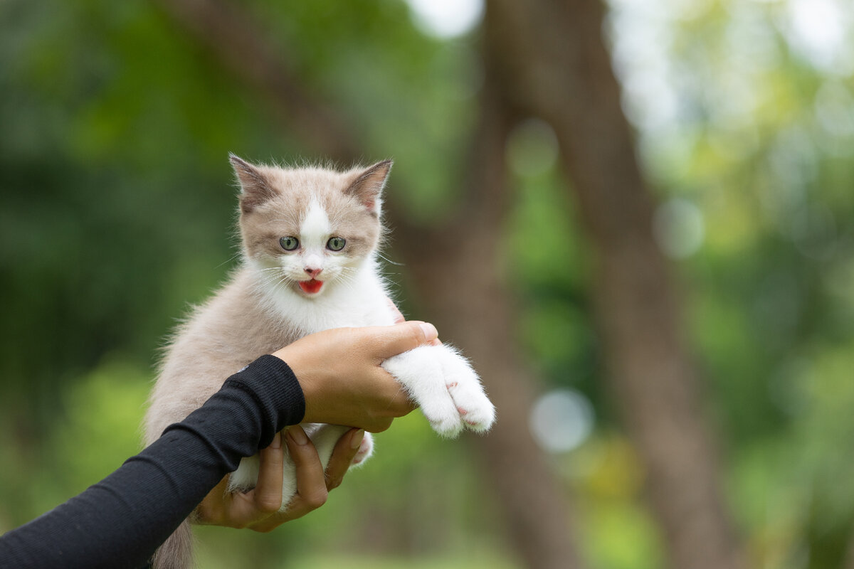 Котик из перчатки - детская поделка - pechkapek.ru