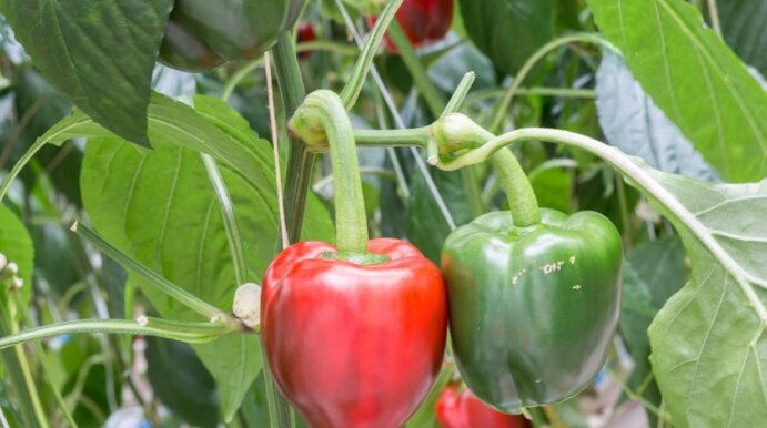 Интересные сорта сладкого перца. Сорт сладкий перец агаповский. Перец какие сорта лучше сажать. Семена болгарского перца сладкого лучшие сорта. Перец сафьян f1.