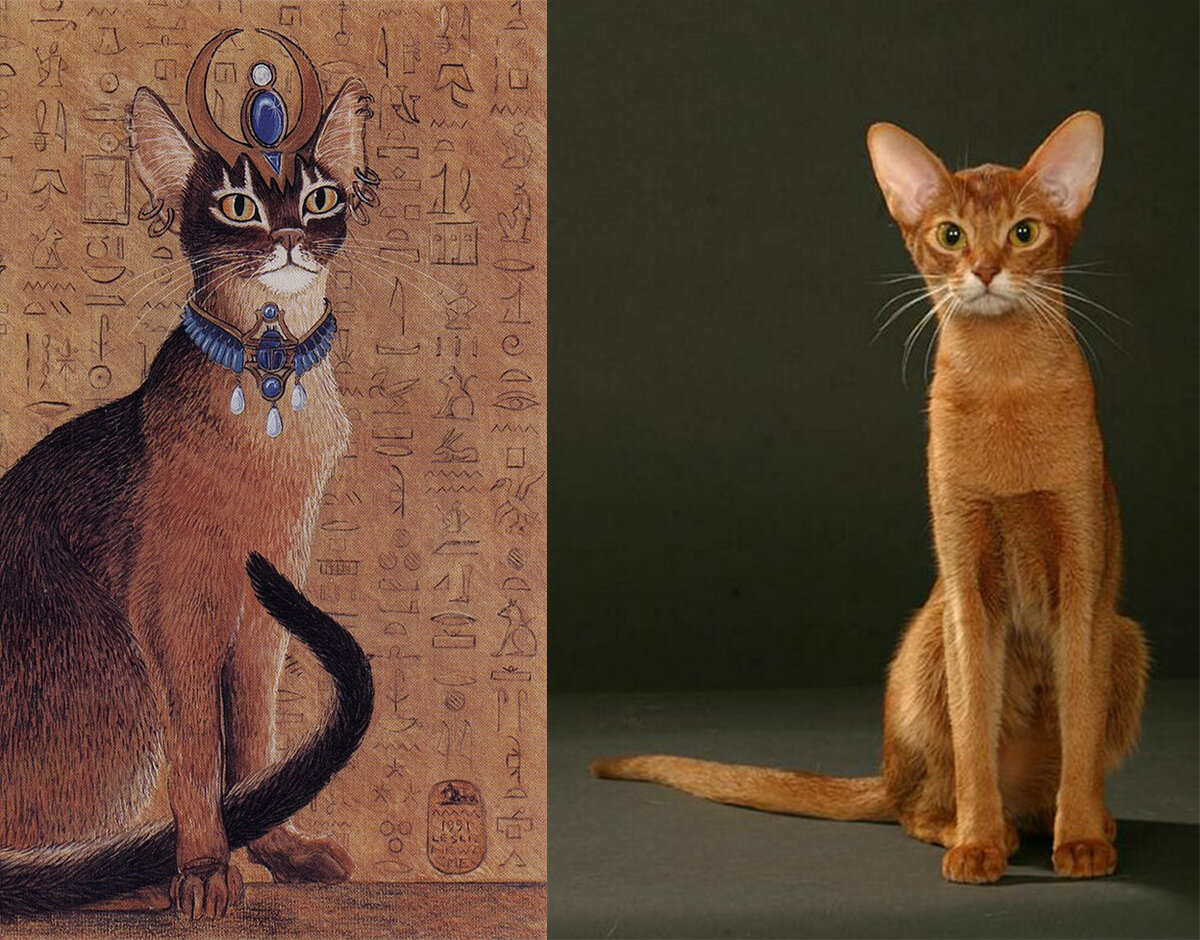Музыка древнего египта для кошек. Абиссинская кошка. Египетская кошка Абиссинская. Кошка Египетская абиссинец. Абиссинская порода кошек Абиссинская.