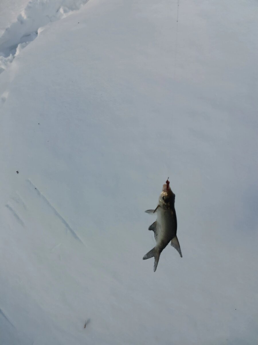 Вот такие "подлецы" вполне постоянно и уверенно брали. 