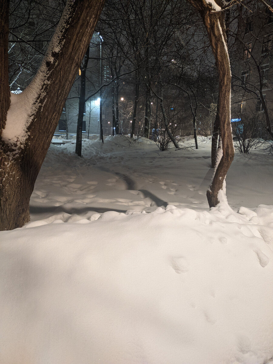 Снежки сонник