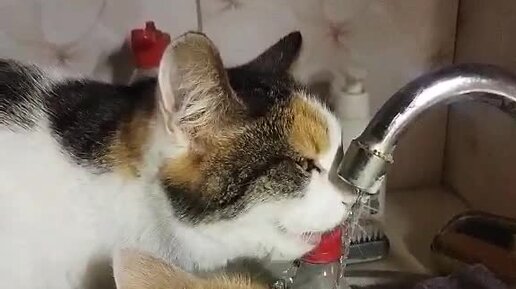 Ироничный кот. Успешный кот. Кот с рыбой. Жаждущий успеха коты. Кот пьет воду.