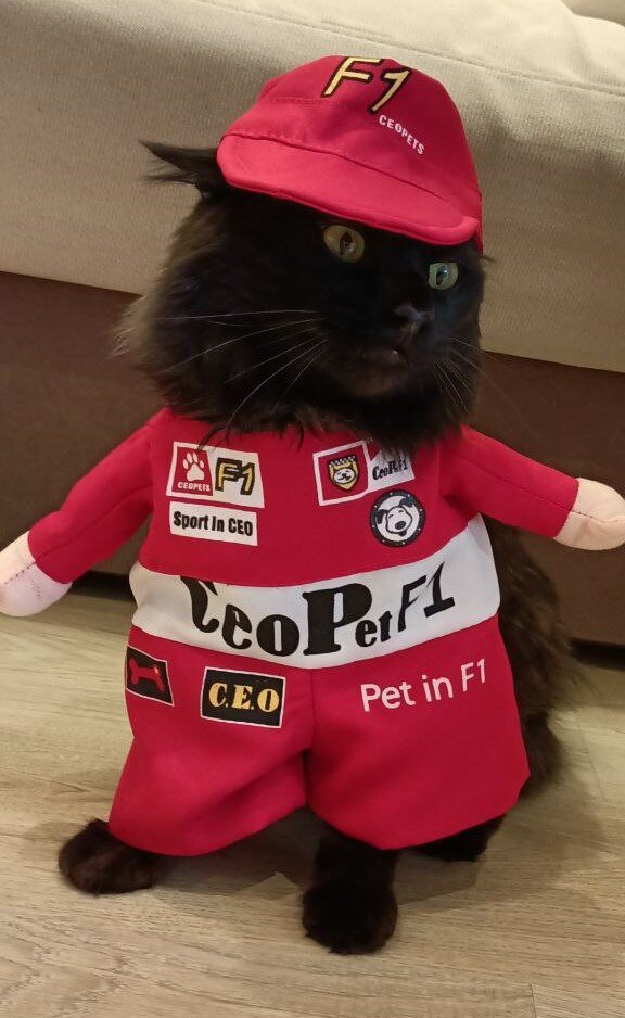 Личное фото автора: кот Рысь в манишке Пилота Формула-1