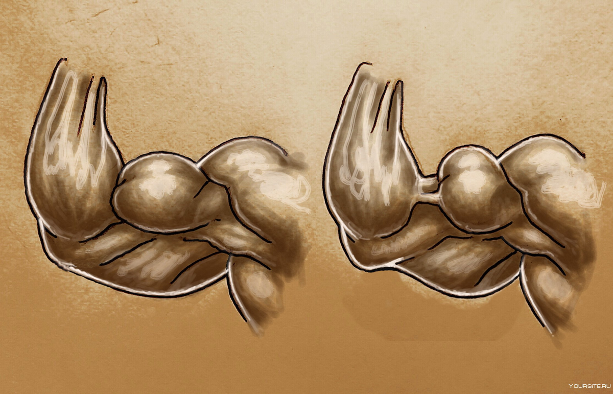 Источник фотографии: Яндекс картинки  