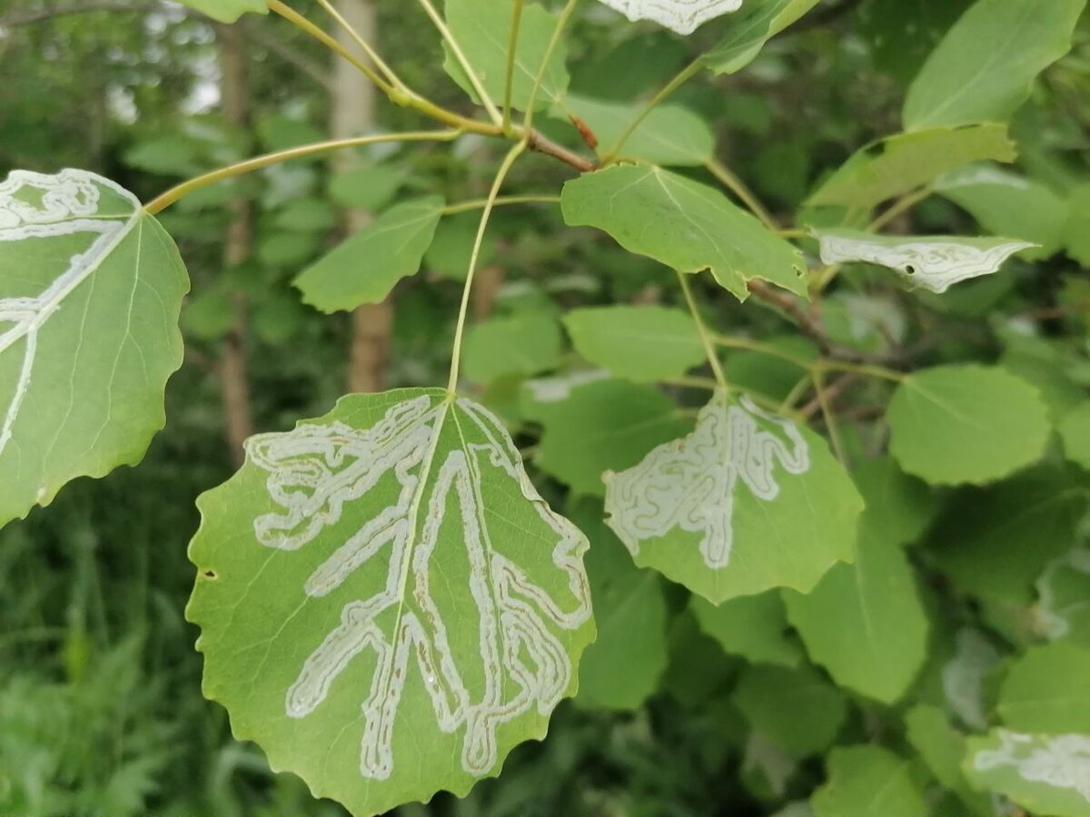 Минирующая муха на листьях осины