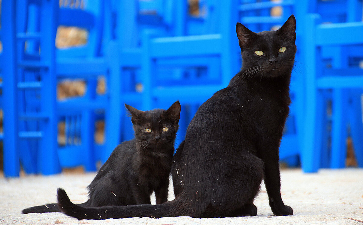 Черные кошки 8. Бомбейская кошка. Черная кошка. Черные коты. Черная кошка с котятами.